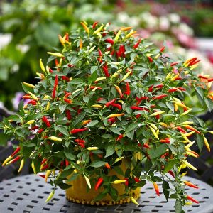 What is good pepper variety Ogonyok and how to grow it properly at home
