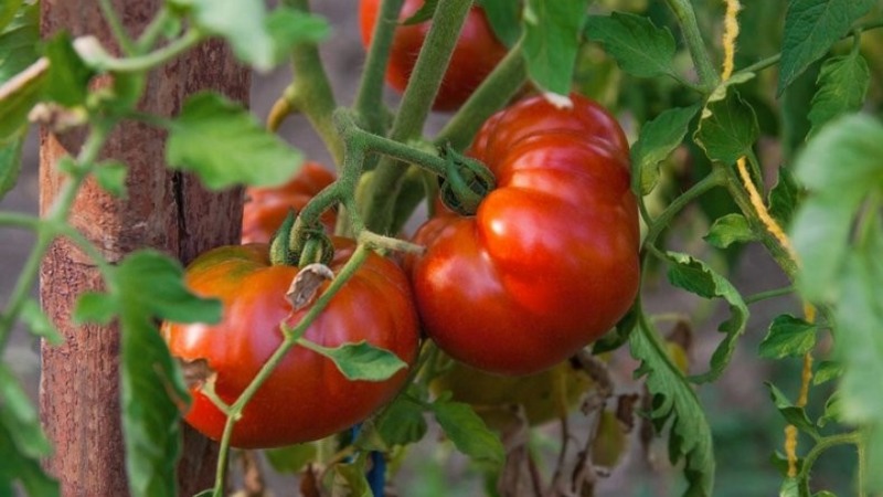 A resistant variety for harsh weather conditions - the famous tomato Pride of Siberia