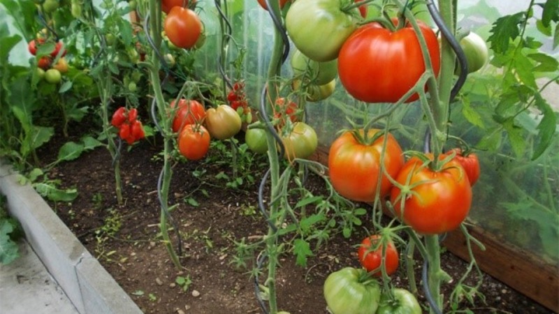 A resistant variety for harsh weather conditions - the famous tomato Pride of Siberia