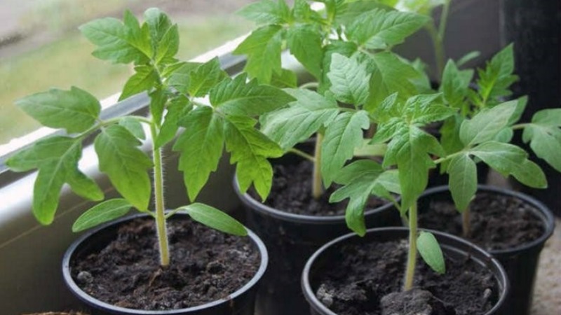 A resistant variety for harsh weather conditions - the famous tomato Pride of Siberia