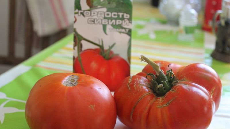 A resistant variety for harsh weather conditions - the famous tomato Pride of Siberia