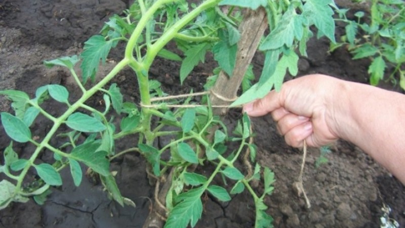 A resistant variety for harsh weather conditions - the famous tomato Pride of Siberia