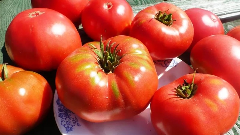 A resistant variety for harsh weather conditions - the famous tomato Pride of Siberia
