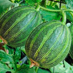What is cucumber, how is it grown and eaten