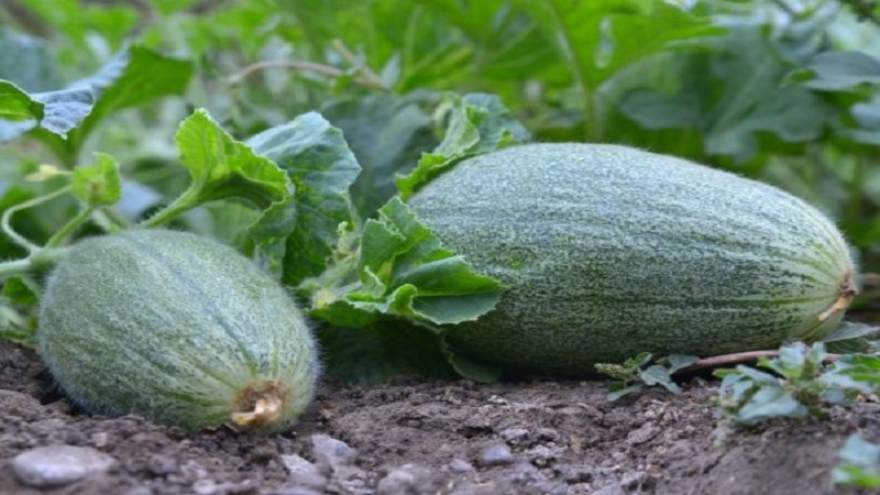 What is cucumber, how is it grown and eaten