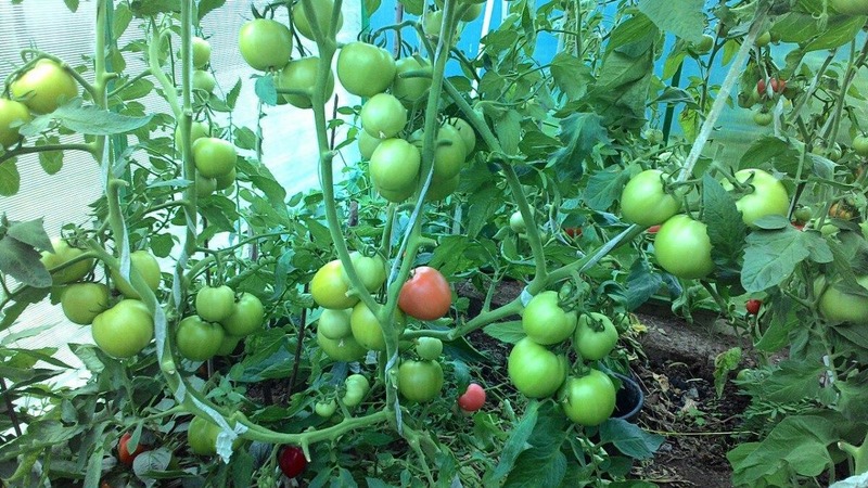 A new hybrid with powerful bushes and a bountiful tomato crop - tomato Katrina f1
