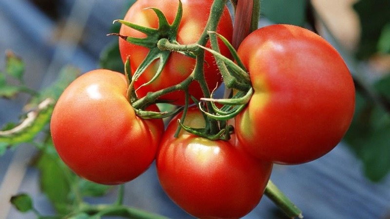 A new hybrid with powerful bushes and a bountiful tomato crop - tomato Katrina f1