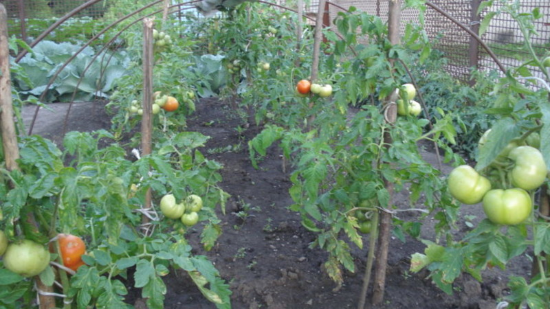 A new hybrid with powerful bushes and an abundant crop of tomatoes - tomato Katrina f1