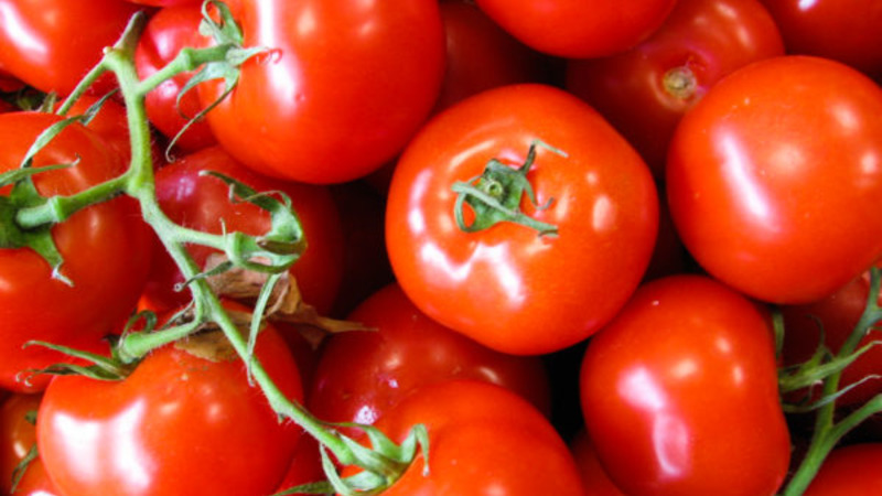 A new hybrid with powerful bushes and a bountiful tomato crop - tomato Katrina f1