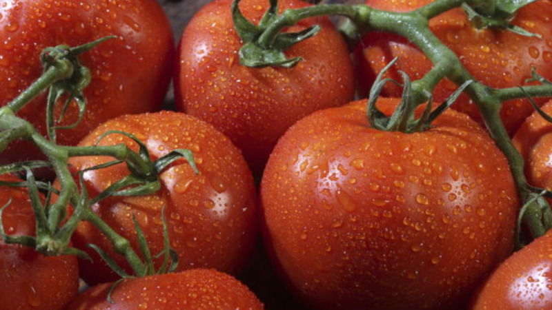 A new hybrid with powerful bushes and a bountiful tomato crop - tomato Katrina f1