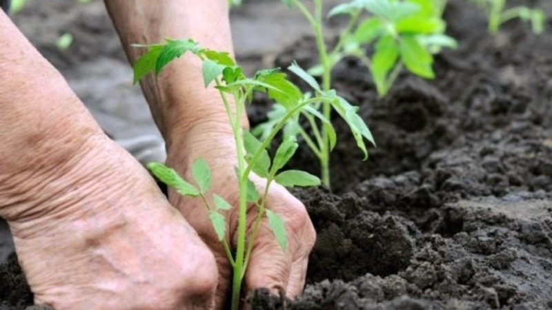 A new hybrid with powerful bushes and a bountiful tomato crop - tomato Katrina f1