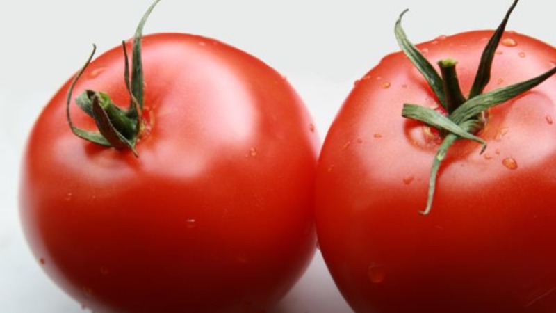 A new hybrid with powerful bushes and a bountiful tomato crop - tomato Katrina f1