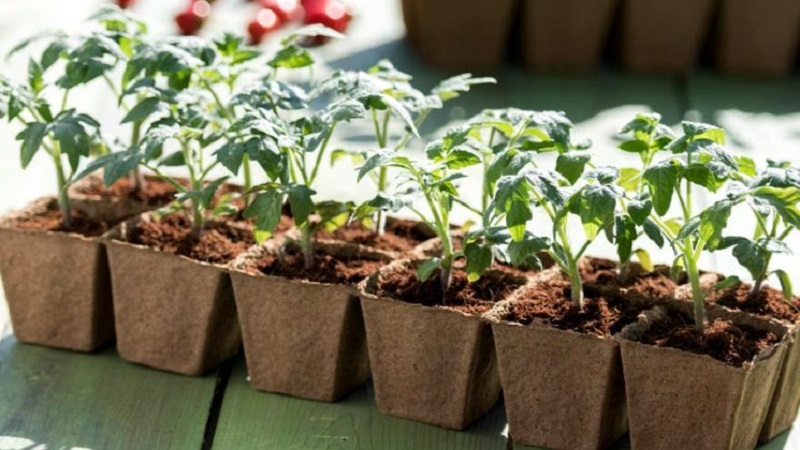 A new hybrid with powerful bushes and a bountiful tomato crop - tomato Katrina f1