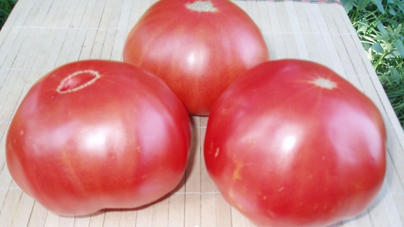 We grow a giant tomato on our site: planting secrets and care tips