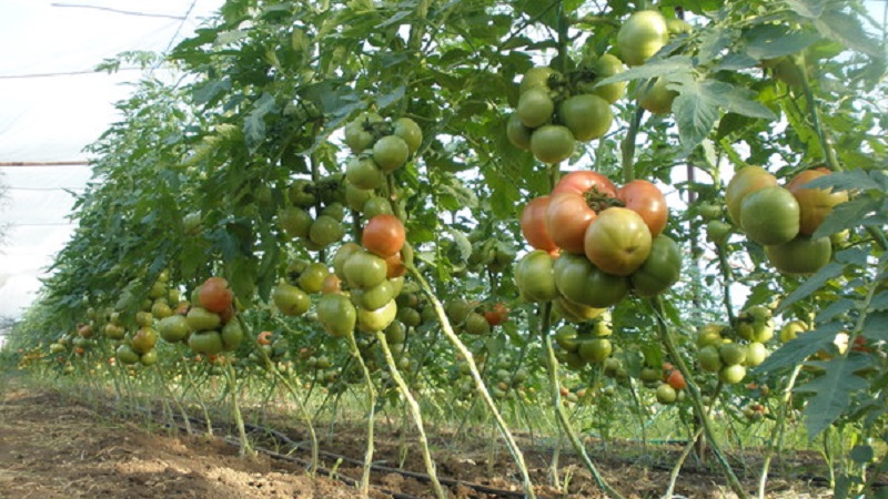 We grow a giant tomato on our site: planting secrets and care tips
