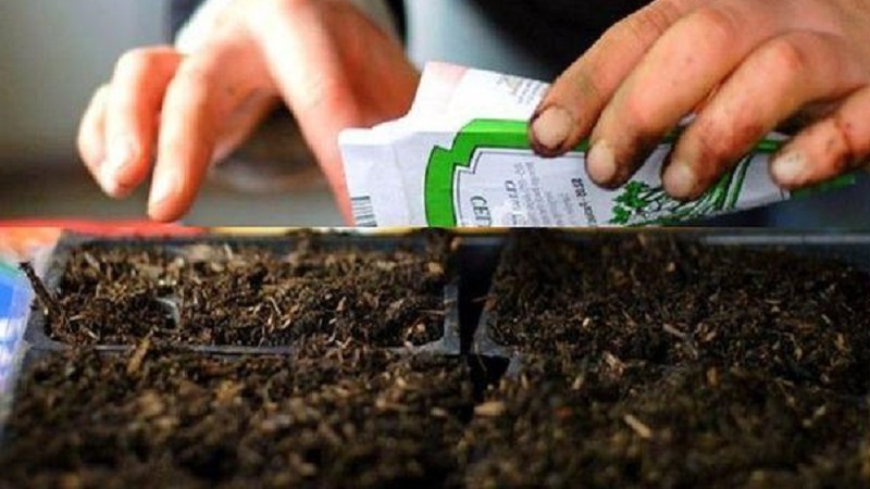 We grow a giant tomato on our site: planting secrets and care tips