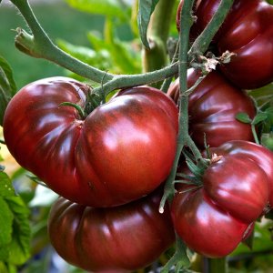 We grow a giant tomato on our site: planting secrets and care tips