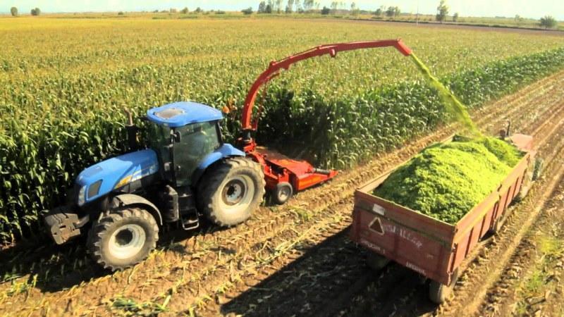 How is the cultivation and harvesting of corn for silage: the secrets of agricultural technology from sowing to storage of the crop