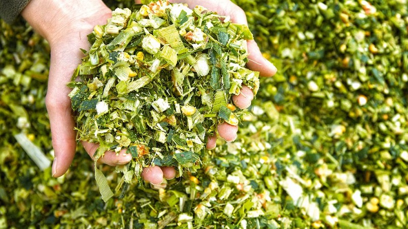 How is the cultivation and harvesting of corn for silage: the secrets of agricultural technology from sowing to storage of the crop
