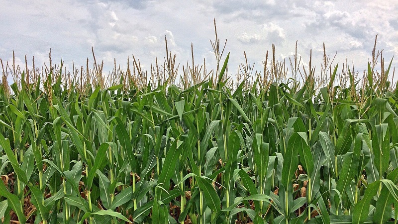 How is the cultivation and harvesting of corn for silage: the secrets of agricultural technology from sowing to storage of the crop