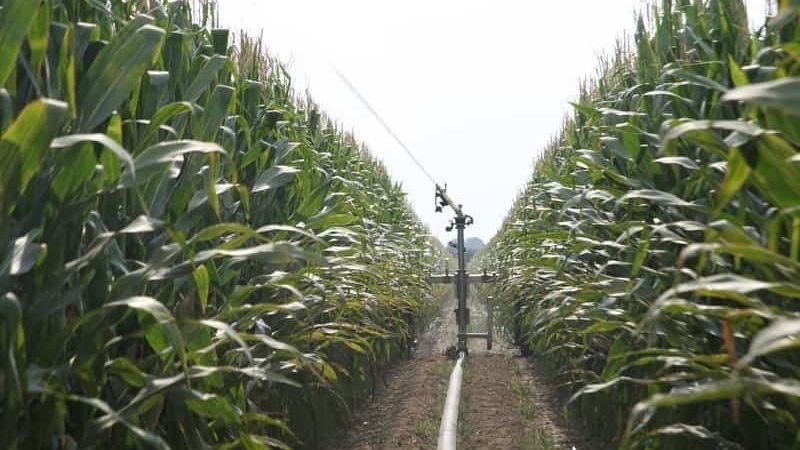 How is the cultivation and harvesting of corn for silage: the secrets of agricultural technology from sowing to storage of the crop