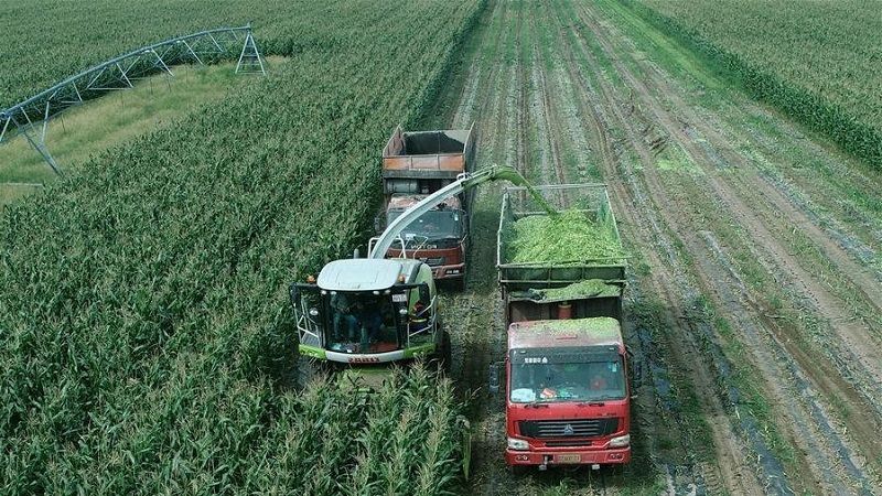 How is the cultivation and harvesting of corn for silage: the secrets of agricultural technology from sowing to storage of the crop