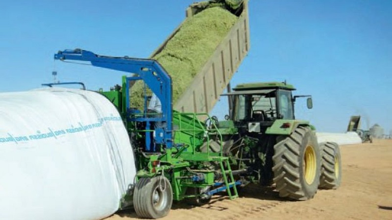 How is the cultivation and harvesting of corn for silage: the secrets of agricultural technology from sowing to storage of the crop