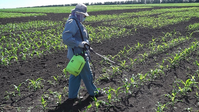 How is the cultivation and harvesting of corn for silage: the secrets of agricultural technology from sowing to storage of the crop