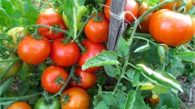 We grow a rich harvest in the open field - the resistant tomato Vityaz