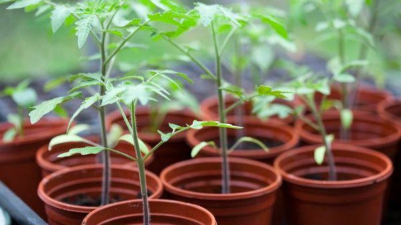 We grow a rich harvest in the open field - the resistant Vityaz tomato