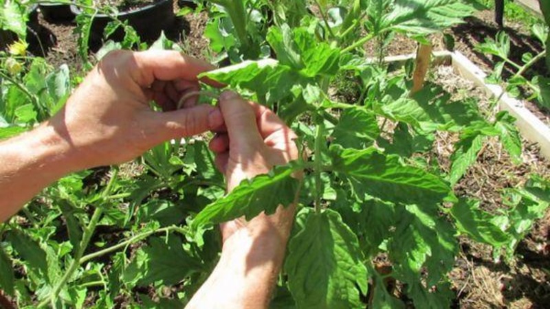 We grow a rich harvest in the open field - the resistant tomato Vityaz