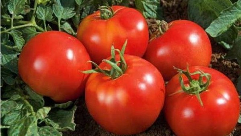 We grow a rich harvest in the open field - the resistant tomato Vityaz