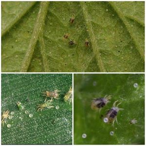Finding out why basil turns yellow and eliminating the problem effectively
