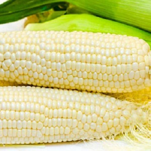 Sweet corn: choosing the best variety and properly growing the dessert variety
