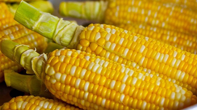 Sweet corn: choosing the best variety and properly growing the dessert variety