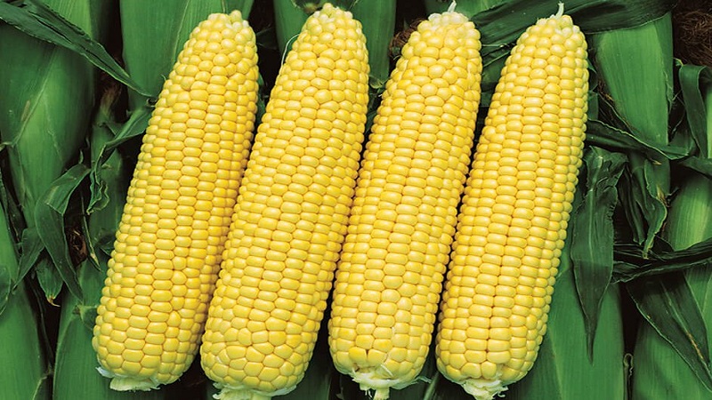 Sweet corn: choosing the best variety and properly growing the dessert variety
