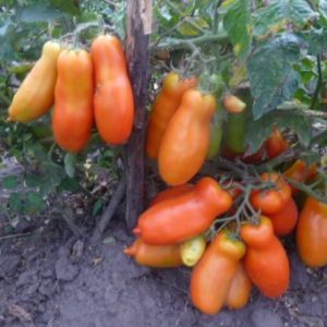 A variety for lovers of rare exotic tomatoes - Tomato Firewood
