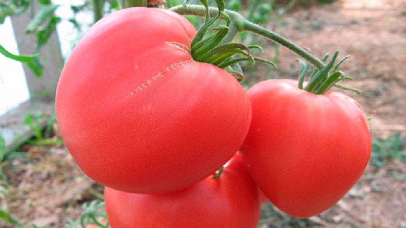 Experienced gardener tips for growing tomato pink heart