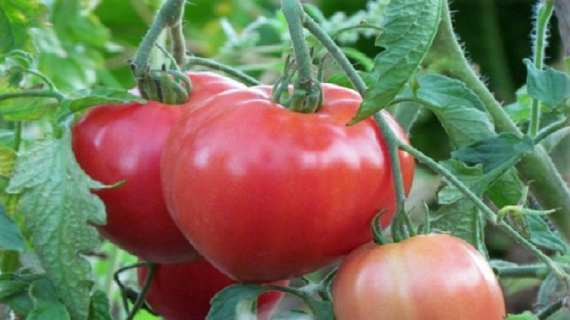 Experienced gardener tips for growing tomato pink heart