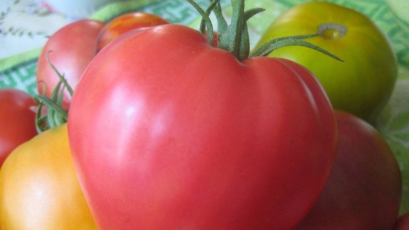 A new, but already managed to fall in love with farmers variety - tomato Sugar Nastasya