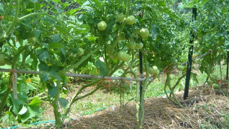 A new, but already managed to fall in love with farmers variety - tomato Sugar Nastasya