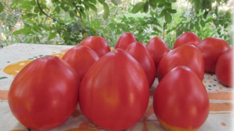 A new, but already managed to fall in love with farmers variety - tomato Sugar Nastasya