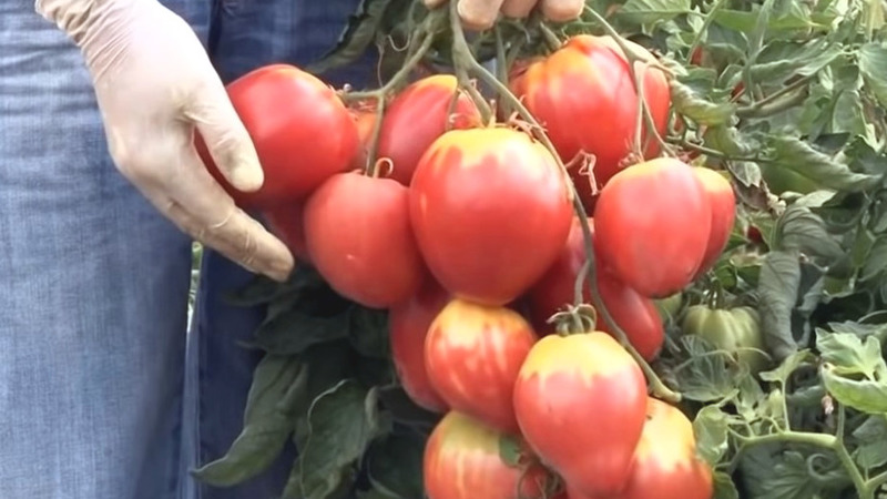 A new, but already managed to fall in love with farmers variety - tomato Sugar Nastasya