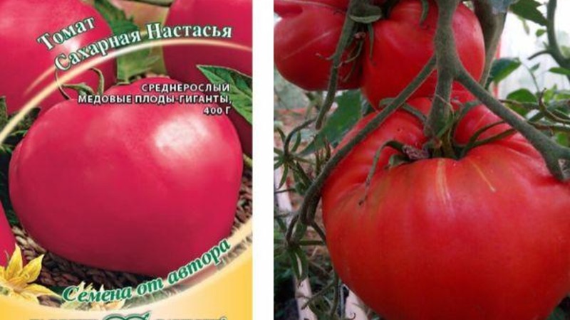 A new, but already managed to fall in love with farmers variety - tomato Sugar Nastasya