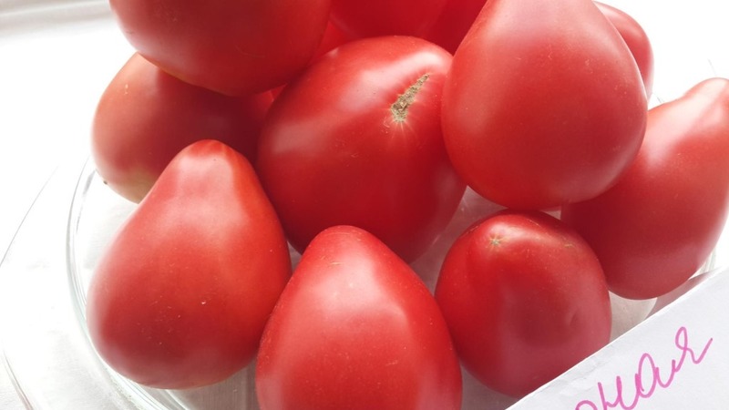 A new, but already managed to fall in love with farmers variety - tomato Sugar Nastasya