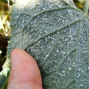 How to get rid of a whitefly in a greenhouse on cucumbers: the most effective methods of control and prevention