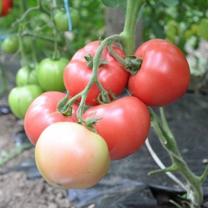 Tomato Pink Claire - the best solution for the southern regions