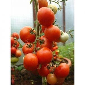 Review of an early hybrid tomato Summer Garden f1: reviews of summer residents and instructions for growing a hybrid