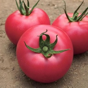 An early ripe hybrid from French breeders - the Alesi tomato: an overview of the advantages, disadvantages and features