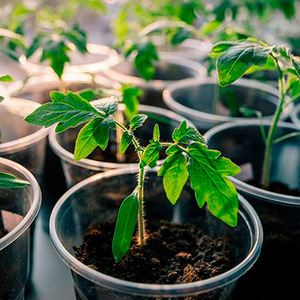 An early ripe hybrid from French breeders - the Alesi tomato: an overview of the advantages, disadvantages and features